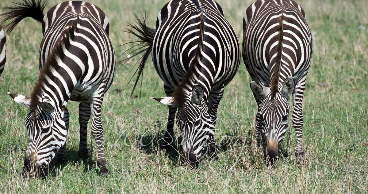 Kenya safari 07.jpg